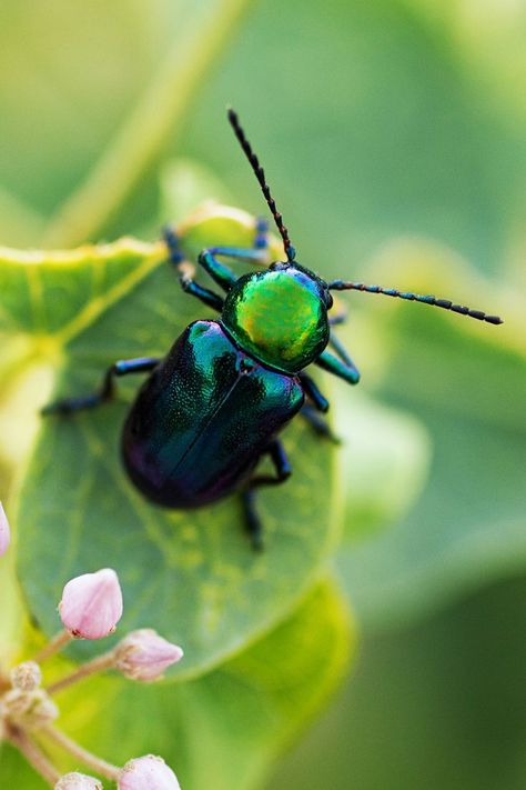 Magnificent Emerald green iridescent Leaf Beetle. Leaf Beetle, Firefly Art, Green Beetle, Beetle Art, Cool Insects, Beetle Wings, Cool Bugs, Green Country, Iridescent Green