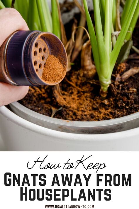 Gnats are more than just a nuisance—they can also damage your beloved houseplants. For plant enthusiasts, dealing with these pests can be frustrating. To help, here are ten effective strategies to keep gnats away from your plants and maintain their health. Diy Gnat Spray For Plants, Bugs In Plants How To Get Rid, House Plant Gnats How To Get Rid, Houseplant Gnats How To Get Rid, How To Get Rid Of Plant Bugs, Get Rid Of Gnats In The House Fast, Hydrogen Peroxide For Plants Gnats, Kill Gnats In House Plants, Natural Fungicide For Plants