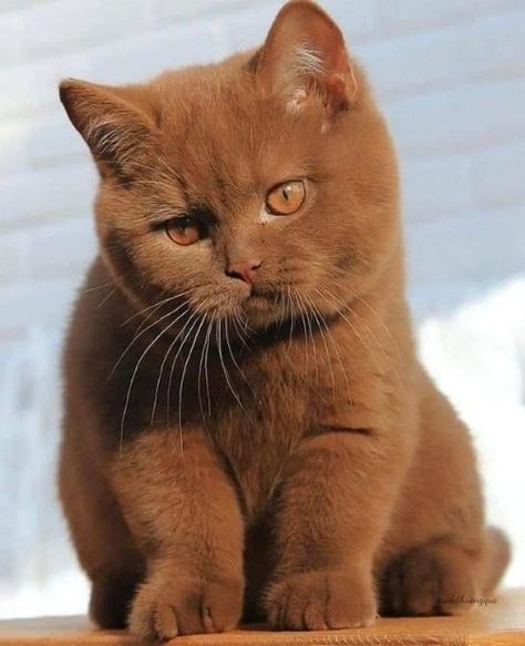 Gato Munchkin, Munchkin Cat, British Shorthair Cats, Beautiful Cat Breeds, Cute Cats Photos, Brown Cat, Cat Photography, British Shorthair, Cute Cats And Kittens