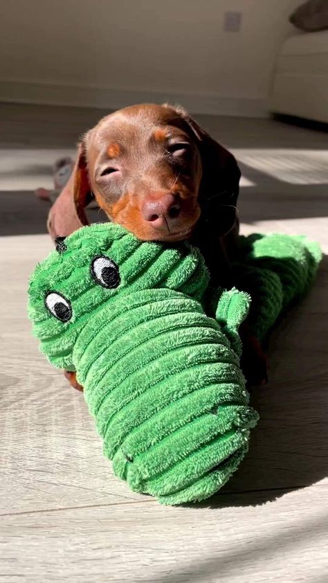 Wholesome Dog, Psy I Szczenięta, Cute Animals Puppies, Very Cute Dogs, Really Cute Dogs, Weenie Dogs, Dachshund Puppies, Dachshund Love, Cute Funny Dogs