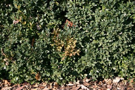 Boxwood Tree, Box Wood Shrub, Broadleaf Evergreen, Boxwood Hedge, Plant Maintenance, Plant Pests, Plant Problems, Plant Diseases, Indoor Herb Garden