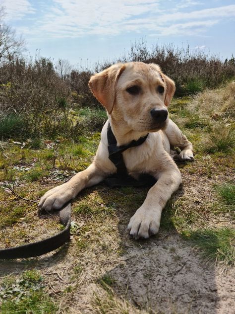 Yellow Lab Aesthetic, Blonde Labrador, Blond Labrador, Lab Training, Yellow Labrador Retriever, Retriever Puppies, Labrador Retriever Puppies, Yellow Labrador, Silly Dogs