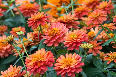 Zinnia Profusion, Zinnia Seeds, Zinnia Flower, Garden 2023, Zinnia Elegans, Zinnia Flowers, How To Attract Birds, Traditional Garden, Buy Plants