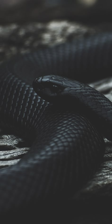 Snake Asethic Wallpaper, Black Snake Wallpaper Iphone, Snake Asethic, Snake Wallpaper Iphone, Wallpaper Cobra, Snake Background, Snake Aesthetic, Wild Animal Wallpaper, Serpent Snake