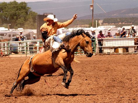 Saddle bronc and bareback riding | Mustad Hoofcare en Bareback Riding, Horse Behavior, Saddle Bronc, Bronc Riding, Rodeo Events, Us History, Social Responsibility, A Horse, Rodeo