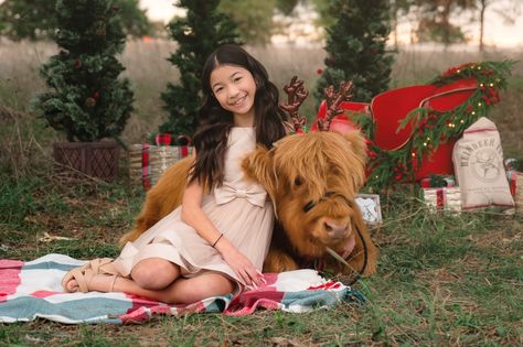 Highland Cow Christmas 2023 mini photo shoot | Dawn Lopez Photography | Fort Worth, Texas | Dawn Lopez Photography Mini Cow Photo Session, Highland Cow Mini Session, Mini Cow Photoshoot, Cow Pics, Mini Highland Cow, Highland Cow Christmas, Mini Photo Shoot, Cow Photos, Cow Pose