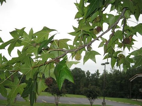 Sweetgum Tree Medicinal and Nutritional Uses Sweet Gum Tree, Edible Weeds, Bite Relief, Wild Foraging, Texas Wildflowers, Florida Plants, Witch Herbs, Sweet Gum, Edible Wild Plants