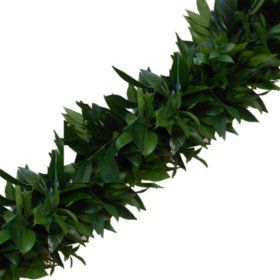 Garland - Cocculus and Italian Ruscus (Choose 10, 25 or 75 ft.) Isle Runners, Fresh Garlands, Italian Ruscus, Green Garland, Willow Branches, Members Mark, Flower Care, Garland Wedding, Wholesale Flowers