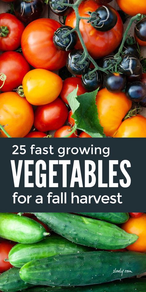 Fast growing vegetables you can plant now as seeds in pots for a fall harvest. These easy to grow vegetables are perfect for beginners to grow in containers if you don't have raised beds. #growingvegetables #fastgrowingvegetables #growingvegetablesinpots #growingvegetablesincontainers #fallharvest #fallvegetables Growing Vegetables At Home, Fast Growing Vegetables, Growing Vegetables In Pots, Fall Veggies, Vegetable Garden Tips, Easy Vegetables To Grow, Grow Vegetables, Fall Vegetables, Backyard Vegetable Gardens