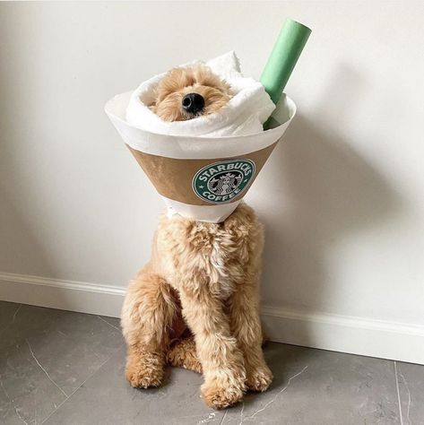 Cute Dog Halloween Costumes, Dog Nursery Decor, Goldendoodle Mom, Dog Nursery, Starbucks Secret, Dogs Trust, Starbucks Secret Menu, Secret Menu, Dog Halloween Costumes