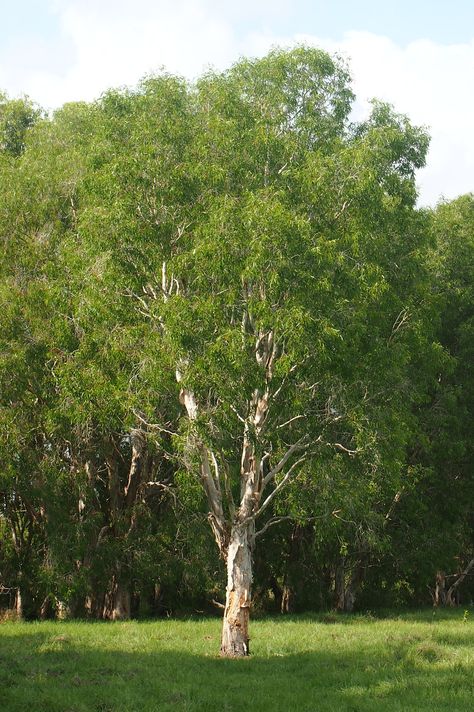 Paperbark Tree, Brachychiton Rupestris, Australian Natives, Unique Trees, Australian Native, Landscape Ideas, Small Trees, Garden Landscaping, Garden Design