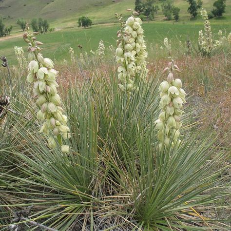 ALCLA Native Plants on Instagram: "oapweed Yucca (Yucca glauca) is a rare plant in Canada and Alberta. A unique addition to any garden or landscape the plants are slow-growing and evergreen. Plant them in full sun and well-draining soil. They associate with several species of rare moths that uniquely pollinate the plant. In exchange, Soapweed Yucca offers the moth caterpillars food and a home. Without the moth pollinators, the pollination rate is only 3%. We now are offering Soapweed Yucca seed Yucca Glauca, Plant Pallet, The Moth, Buy Seeds, Agriculture Farming, Wheel Of The Year, Root System, Indigenous Community, Rare Plants