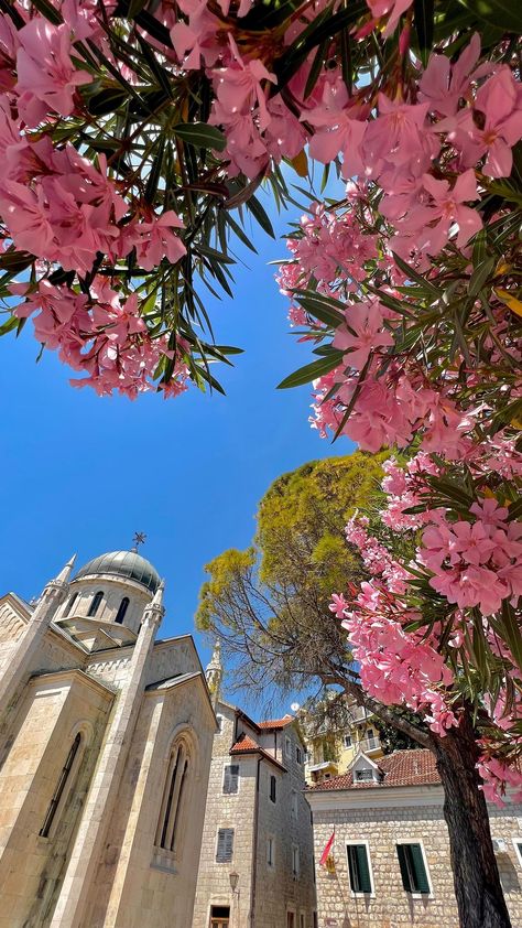 Anita’s Instagram video: “Herceg Novi is beautiful botanic garden 🌸 #hercegnovi #montenegro #summer #travel #amazing” Montenegro Herceg Novi, Summer In Montenegro, Montenegro Food, Montenegro Aesthetic, Montenegro Summer, Travel Montenegro, Montenegro Beach, Herceg Novi, Summer Board