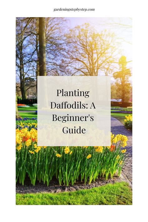 Planting daffodils in a garden with sunlight streaming through trees and blooming flowers. Daffodils Front Yard, Daffodil Garden Design, Daffodil Landscaping, Daffodil Varieties, Planting Daffodils, When To Plant Bulbs, Daffodils Planting, Narcissus Flowers, Flowers In Pots