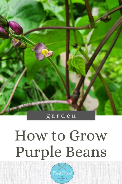 Learn How I Grow My “famous” Purple Podded Pole Beans      In the video you’ll see WHY growing pole beans are amazing and HOW I set everything up for a beautiful vertical trellis to grow these amazing purple beans. Pole Beans Growing, Growing Pole Beans, Beans Growing, Vertical Trellis, Purple Beans, Growing Beans, Sourdough Starter Recipe, Dry Beans, Homestead Gardens