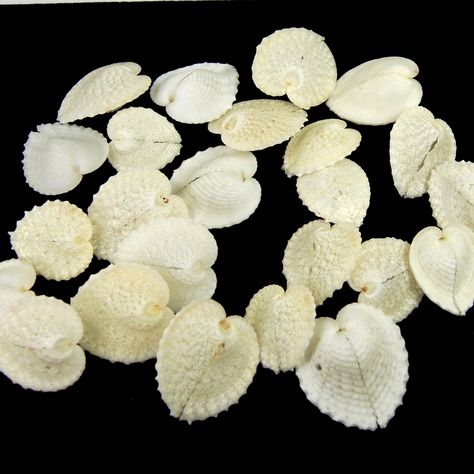 1 to 1.25" Heart Shaped Cockle Shells Cardium Cardissa Seashell Pairs White Off White Cream Sea Shell Supplies Curiosity Cabinet Cockle Shells, Curiosity Cabinet, Crystal Egg, Seashell Crafts, Small Heart, Beautiful Places To Travel, Beach Fun, Sea Shell, Beach Decor