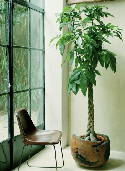 I just bought a money tree and I’m absolutely in love with it!! Not only are these plants a gorgeous addition to your space, but they're also believed to bring good luck and prosperity according to ancient Feng Shui proverbs! 💫  Why should you get a Money Tree? ✨ Low-maintenance and resilient plant ✨ Purifies indoor air ✨ Symbolizes good fortune and abundance  If you’ve read this far and want to purchase one, click “Visit” on this post to browse Money trees on Amazon 🙂  #MoneyTree #PachiraAquatica #IndoorPlants #ProsperityPlant #PlantParent #GoodLuckCharm #GreenLiving #MoneyTreeBenefits #PlantLover #DecorInspiration #HousePlants #PlantObsessed #PlantDecor #IndoorGarden #HomeDecorIdeas #GoodLuckPlant #FengShui #PositiveVibesOnly #BringHomeProsperity #MoneyTreeLove #Pinterest Money Tree Indoor, Money Tree Aesthetic, Indoor Money Plant Decor Ideas, Money Tree Plant, Pachira Aquatica, Tree Indoor, Live Indoor Plants, Plant Styling, Ceramic Planter Pots