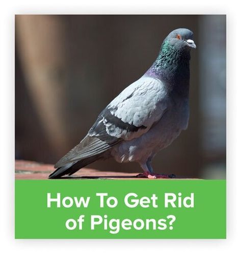 How to Get Rid of Pigeons - Overview of All Available Solutions Clorox Spray, Pigeon Repellent, Get Rid Of Pigeons, Pigeon Deterrent, Repellent Diy, Pigeon Nest, Vent Out, Bird Control, Dove Pigeon