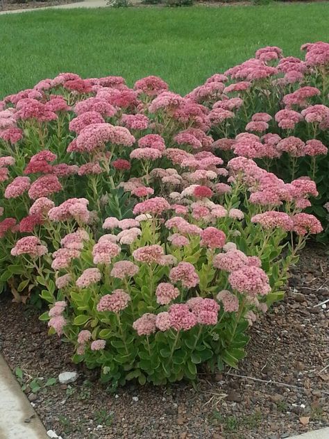 What are these? Stonecrop Sedum, Pergola Pictures, Low Water Gardening, Making Plant Pots, Autumn Flowers, Herbaceous Perennials, Low Maintenance Plants, Flower Bed, Bedding Plants