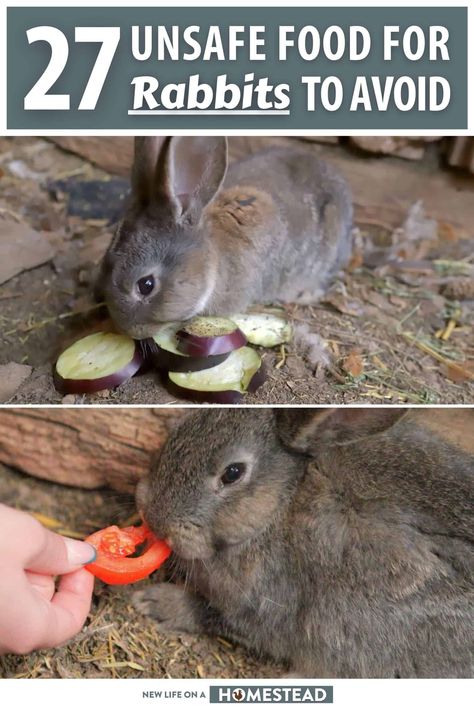 Rabbits can eat a wide variety of foods, but they can't eat everything safely. Learn about 27 such foods that are unsafe for your rabbit here. #rabbits #homesteading Homemade Rabbit Food, Rabbit Food List, Vegetables For Rabbits, Rabbit Keeping, Meat Rabbits Breeds, Keeping Rabbits, Raising Rabbits For Meat, Rabbit Feeding, Pet Rabbit Care