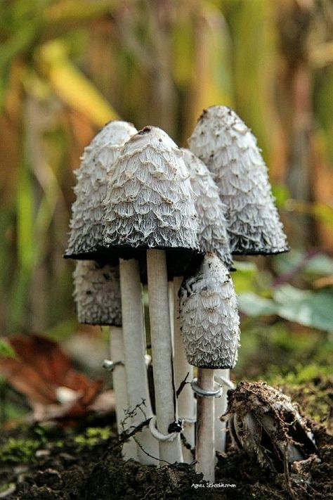 Chanterelle Mushrooms Photography, Pnw Mushrooms, Mushrooms Photography, Fungi Illustration, Tattoo Lettering Design, Mushroom Plant, Mushroom Pictures, Plant Study, Mushroom Crafts