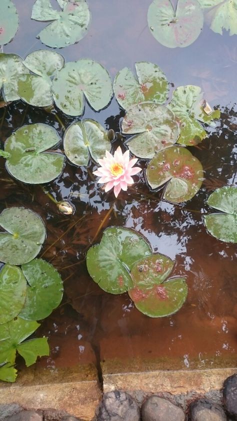 Lake# lotus# muddy water# still so pretty.. Muddy Water Aesthetic, Muddy Aesthetic, Water Still, Art Vibe, Safari Chic, Water Aesthetic, Pixie Hollow, Random Aesthetic, Muddy Waters