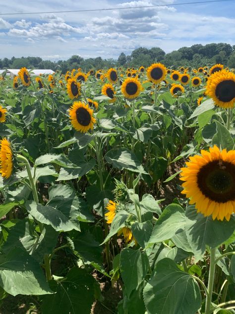 Sunflower Garden Aesthetic, Agritourism Farms, Sunflower Farm, Gardening Aesthetic, Sunflower Garden, Aesthetic Nature, Fruit Plants, Pretty Plants, Planting