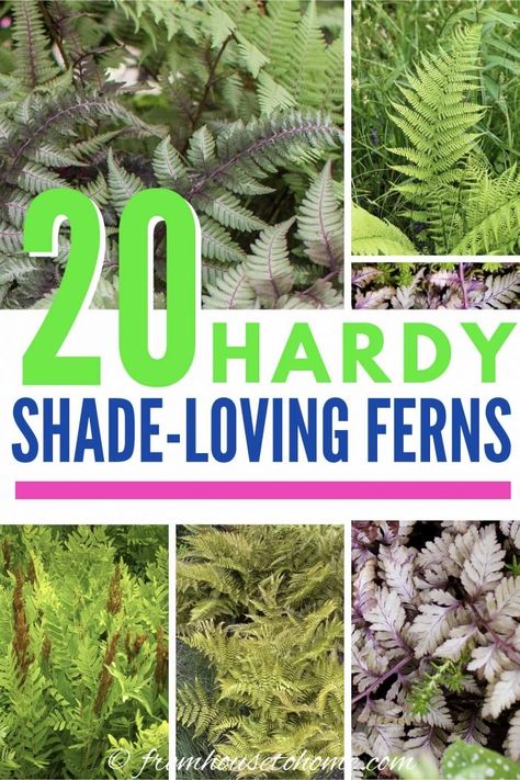 Perennial Ferns, Shade Perennial Garden, Fern Varieties, Shade Flowers Perennial, Evergreens For Shade, Blueberry Gardening, Evergreen Ferns, Types Of Ferns, Japanese Painted Fern