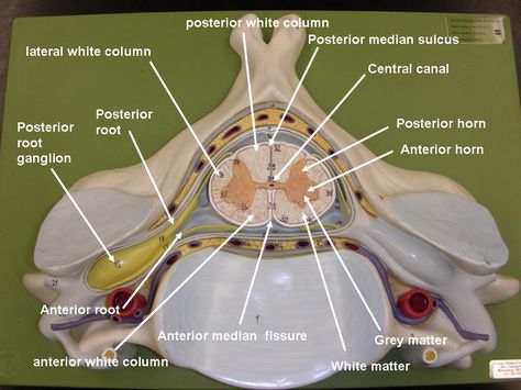 Nervous System Models - Labeled Brain and Spinal Cord Spinal Cord Labeled, Spinal Cord Anatomy, Brain Lobes, Anatomy Lab, Nervous System Anatomy, Nerve Anatomy, Brain And Spinal Cord, Brain Models, Anatomy Bones