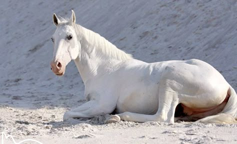 Horse Laying Down, Horse Poses, Coat Ideas, Horse Reference, Horse Anatomy, Horse Inspiration, Horse Aesthetic, Grey Horse, Most Beautiful Animals