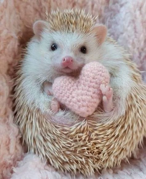 Hedgehog Freak Community | Facebook Unique Pets, Baby Skunks, Hedgehog Pet, Animated Animals, Pet Bunny, Animal Antics, Cuddly Animals, Super Cute Animals, Cute Hedgehog