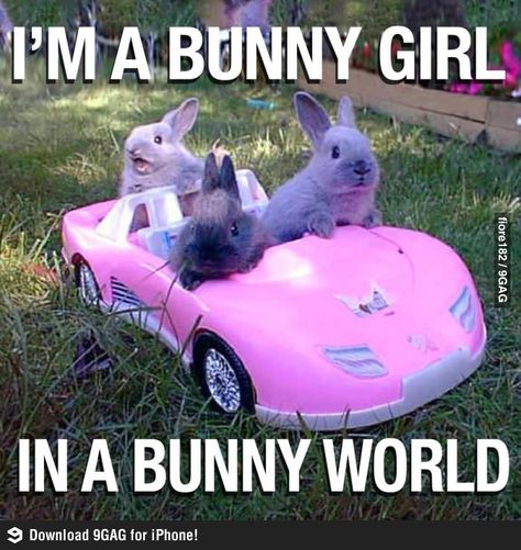 I'm a bunny girl in a bunny world Two Rabbits, Funny Bunnies, Bunny Girl, Laughter Is The Best Medicine, Hamsters, Animals Images, Funny Animal Pictures, Laugh Out Loud, Mean Girls