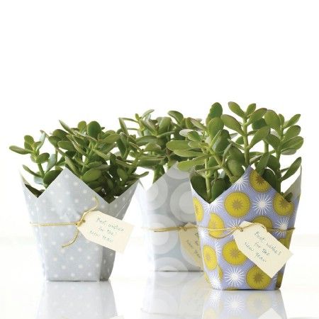 Wrap a potted plant. Amazing Christmas Gifts, Lucky Plant, Holiday Hostess Gifts, Martha Stewart Crafts, Plant Gift, Jade Plants, Origami Flowers, Wrapping Ideas, Holiday Entertaining