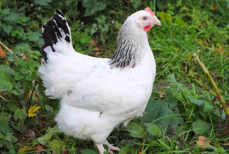 Sussex chicken will lay over 250 eggs each year Chicken Breeds For Eggs, Best Chicken Breeds, Rhode Island Red Hen, Light Brahma, Sussex Chicken, Laying Chickens Breeds, Human Traffic, Going Back To Work, Egg Laying Chickens