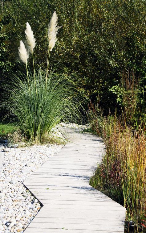 Pampas Grass Landscape, Bush Landscape, Ornamental Garden, Backyard Water Feature, Landscaping Images, Garden Stepping Stones, Grasses Landscaping, Grasses Garden, Garden Path