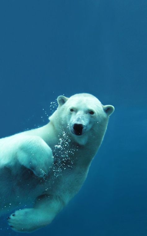 35 Selected Best Images Of Animals, As Shared By This Instagram Page Interview Polar Bear Adaptations, Polar Bear Ice Cream, Polar Bear Wallpaper, Bear Ice Cream, Mantis Shrimp, Images Of Animals, Bear Attack, Bear Photos, Best Images