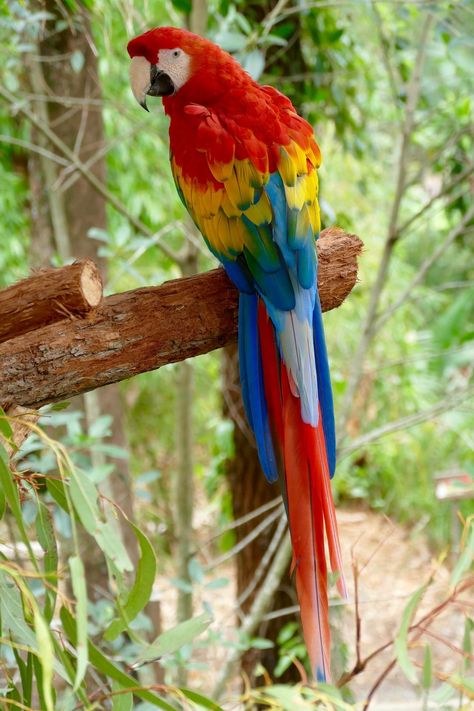 Parotts Bird, Parrot Tattoo, Scarlet Macaw, Parrots Art, Macaw Parrot, Colorful Parrots, Most Beautiful Birds, Parrot Bird, Dog Wallpaper