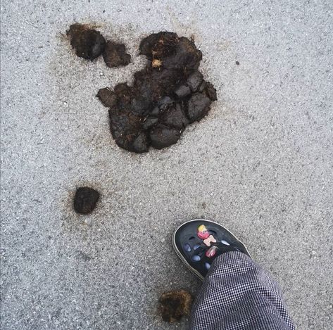 Pic of me in my crocs posing next to horse poop, funny and aesthetic👍😀 Poop Aesthetic, Poop Pictures, Fecal Matter, American Nature, Grunge Core, Cute Profile, Birthday List, Cute Profile Pictures, Eras Tour