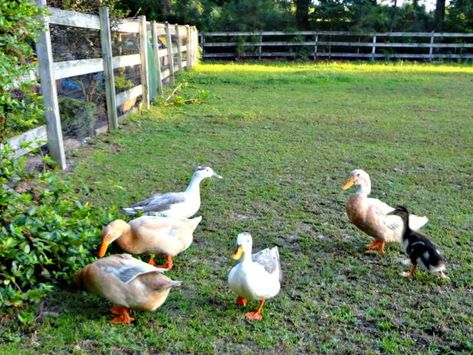 Welsh Harlequin Duck, Sebastopol Geese, Duck Houses, Toxic Plants, Backyard Ducks, Baby Chicks Raising, Duck Breeds, Duck Coop, Raising Ducks