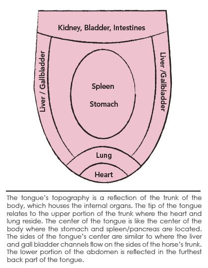 Chinese Medicine and the equine tongue | Equine Wellness Magazine Wellness Magazine, Chinese Medicine, Have You Ever, Well Being, Pie Chart, Medicine, Magazine, Health