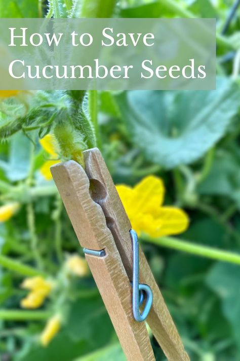 Learn how you can save your own cucumber seeds to plant in next years garden. Step by step instructions. Cucumber Seeds Saving, Cucumber Seeds, Seed Saving, If You Love, Step By Step Instructions, Cucumber, Step By Step, Seeds, Canning