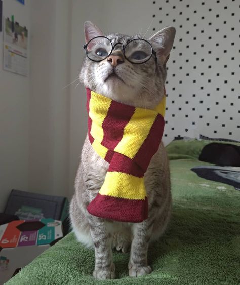 Harry Potter Cat Costume, Harry Potter Pfp Funny, Harry Potter Cats, Cat Harry Potter, Harry Potter Pfp, Harry Potter Cat, Harry Potter Pets, Pins Ideas, Harry Potter Golden Snitch