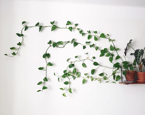 Up and down aren’t the only ways to grow: try across. It takes finesse, but some home-style plant enthusiasts use sturdy vines which can be twisted and patterned across the wall. Who needs a solid fern print wallpaper when there are living, breathing patterns to be made? Trailing Plants Indoor, Diy Planters Indoor, Hanging Plants Diy, Black Thumb, Hanging Planters Indoor, Hanging Plants Indoor, Ivy Plants, Crassula Ovata, Trailing Plants