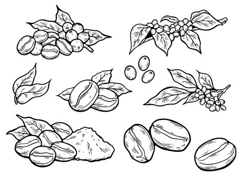 Coffee Bean Sketch, Coffee Beans Drawing, Beans Drawing, Plant Vector, Coffee Plant, About Coffee, Coffee Bean, Coffee Beans, Premium Vector