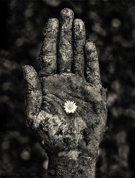 Week 7 / Hope — Sarah Treanor White Photo, A Flower, A Black, Black And White, White, Black