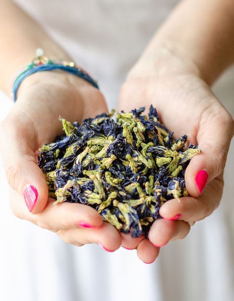 Butterfly Pea Flower Tea - Plant Magic! | A beautiful herbal tea made with the Butterfly Pea flower. Brew it to make a pretty blue drink, and add lemon to watch it change color before your eyes! | #ThePlantRiot #butterflypeatea #butterflypea #butterflypeaflower #icedtea #infusedwater | ThePlantRiot.com Pea Flower Tea, Butterfly Pea Flowers, Butterfly Pea Flower Tea, Dream Tea, Tea Plant, Eye Sight Improvement, Blue Tea, Butterfly Pea Flower, Butterfly Pea