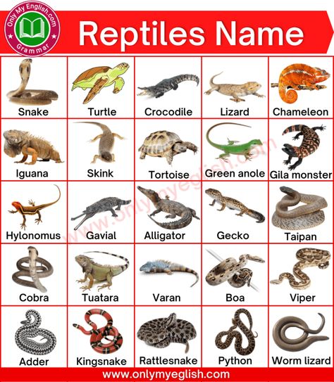 Types Of Reptiles, Animals Name List, Human Body Vocabulary, Animal Pictures For Kids, Animals Name In English, Animals Name, English Grammar For Kids, World History Lessons, Grammar Vocabulary