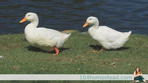 If you plan to raise ducks on your homestead, it is important to choose a duck breed that best suits your particular needs. Backyard Ducks, Duck Breeds, Ducks In A Row, Strange Places, Wildlife Photos, Rubber Ducky, White Ducks, Cool Suits, Country Life