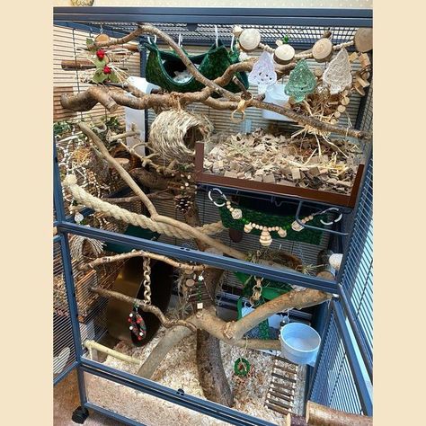 furrykind creations on Instagram: "Happy 1st December! New cage layout for my rats. I’m not one for ott decorations - I’ve got some Christmas touches in here but still in keeping with naturalistic! 💚🎄🤎 #furrykindcage #critternationcage #ratcage #ratcagesetup Main items in this layout: 🟤Hammocks @furrykindcreations 🟤Branches/perches @furrynatural @rusticratties 🟤Hanging toys @clydescritterclimbers @home4rats 🟤Wheel @tictacwheels" Rat Cage Diy, Happy 1st December, Pet Rat Cages, Critter Nation Cage, Rat Care, Rat House, Mouse Cage, Ferret Cage, Rat Toys