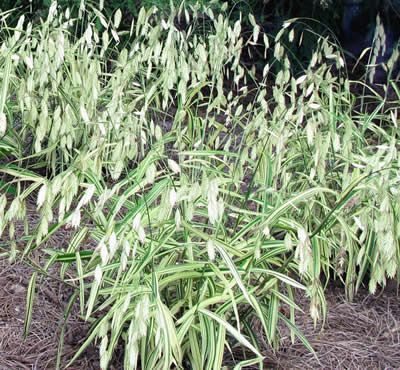 Chasmanthium latifolium 'River Mist' - River Mist Variegated Northern Sea Oats - 1 Gallon - Ornamental Grass, Perennial - Rare Finds | Gardener Direct Northern Sea Oats, Leyland Cypress, Sea Oats, Rock Garden Plants, Buy Plants Online, Buy Plants, Unique Plants, Garden Theme, Perennial Garden